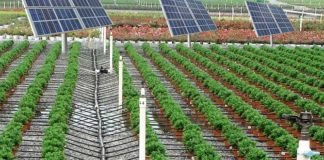 How to keep Africa’s boom in solar-powered irrigation from going bust