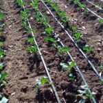 How to install irrigation pipes for your farm