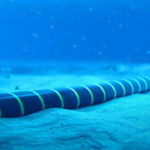 Sonatrach, Sonelgaz, Eni SPA ink MoU for Algeria-Europe Electrical Interconnection Project