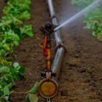 Empowering Pomegranate Farming with Pump Technology