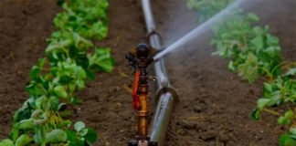 Empowering Pomegranate Farming with Pump Technology Empowering Pomegranate Farming with Pump Technology