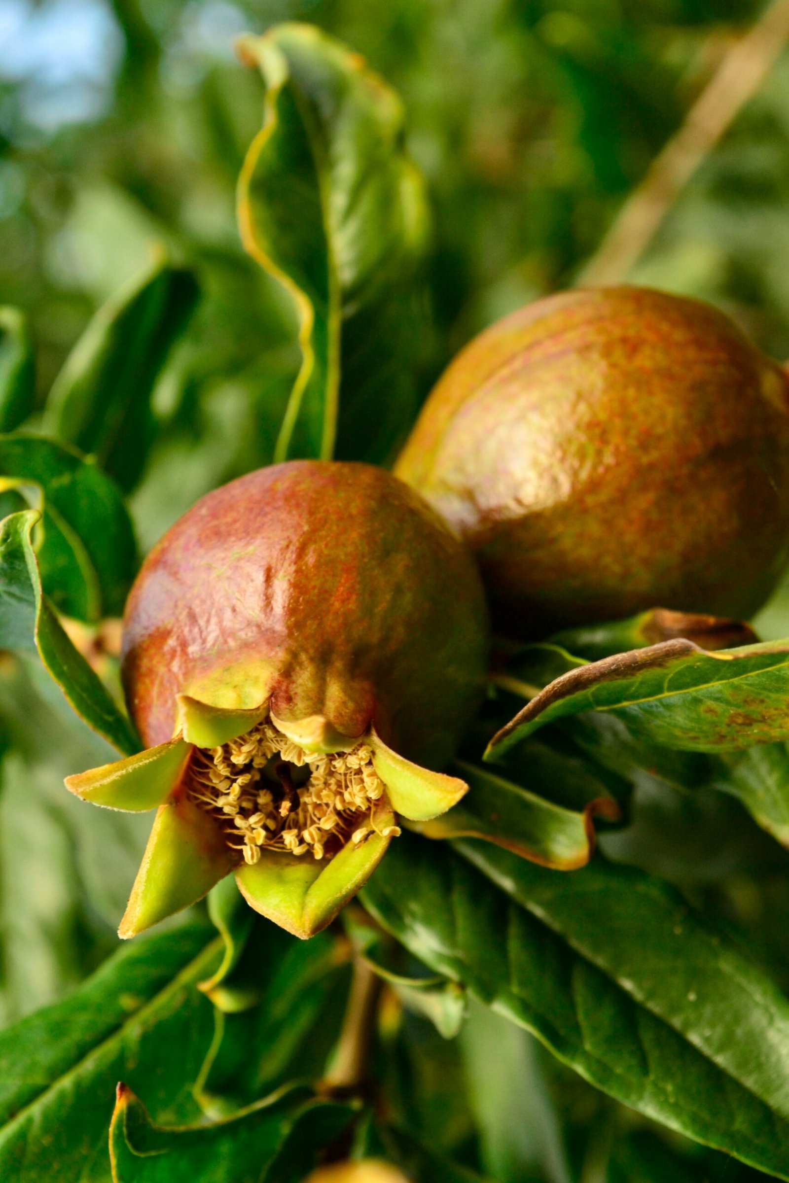 a close up of some fruit on a tree