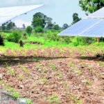 South Africa renewable energy solar panels powering water pumps in agriculture