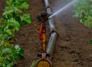 Kenya, International Water Institute ink deal to boost irrigation Irrigation